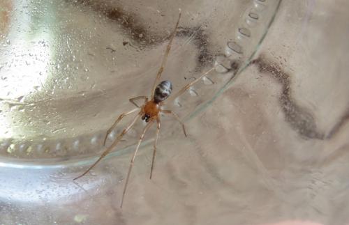 Réf. 262 396 : Steatoda grossa